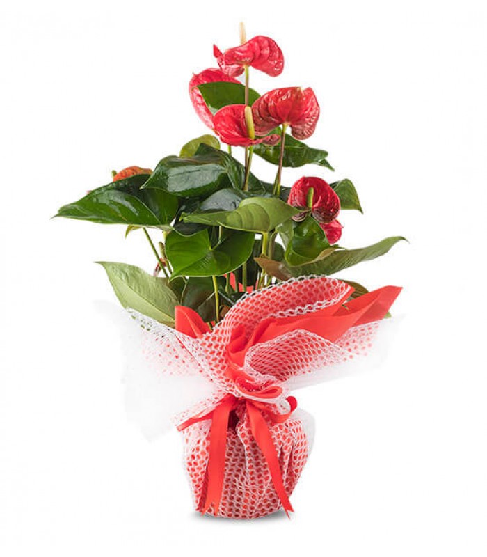 Antaryum Saksı Çiçeği